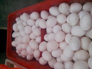 BC贷(中国游)官方网站